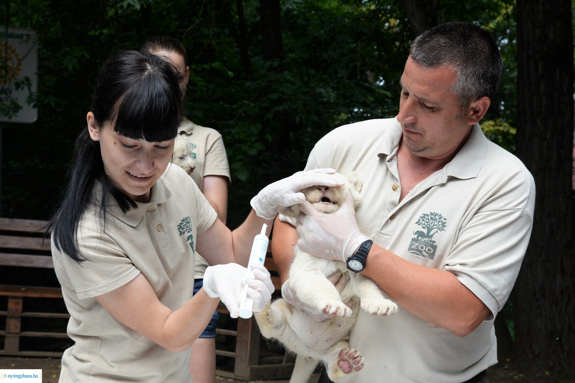 Fehéroroszlánok születtek a  Nyíregyházi Állatparkban