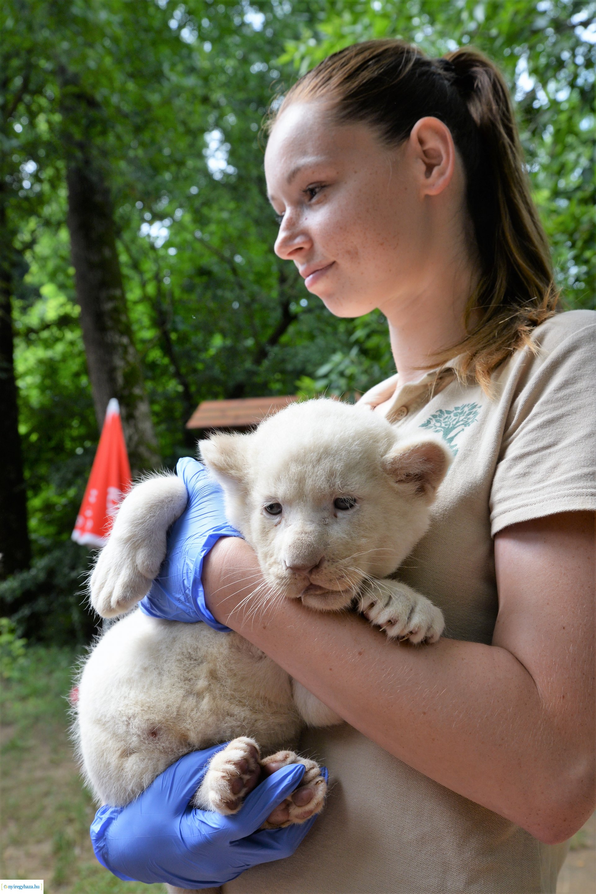 Fehéroroszlánok születtek a  Nyíregyházi Állatparkban