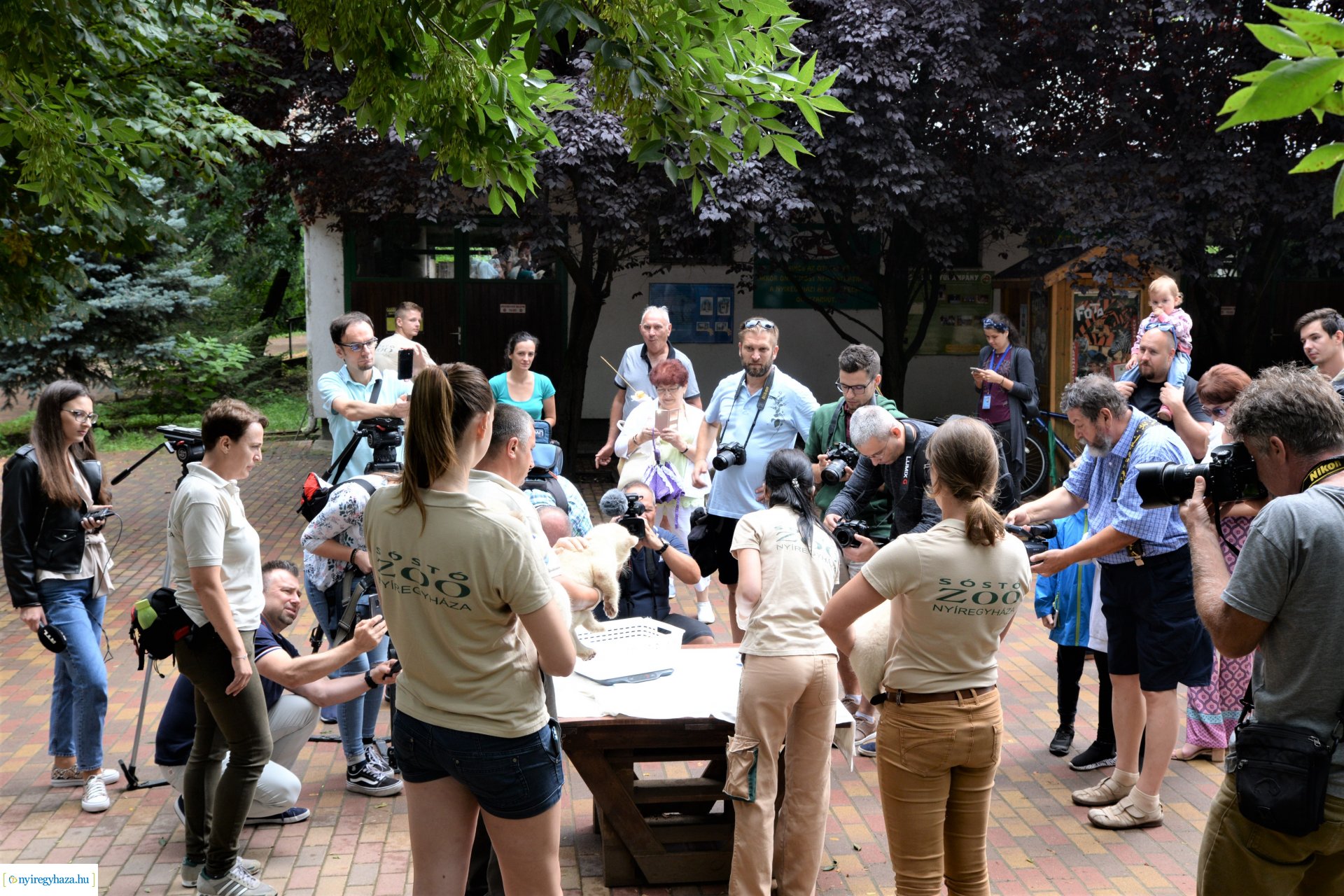 Fehéroroszlánok születtek a  Nyíregyházi Állatparkban