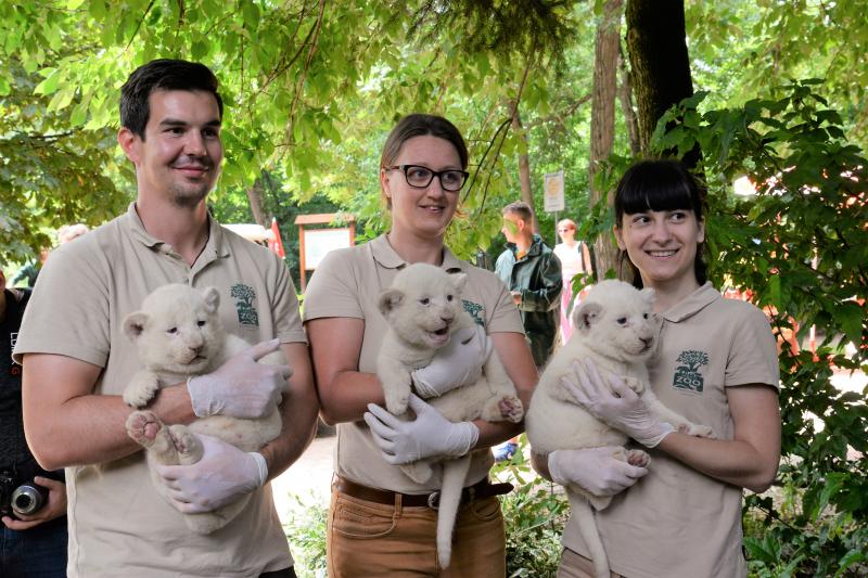 Fehéroroszlánok születtek a  Nyíregyházi Állatparkban