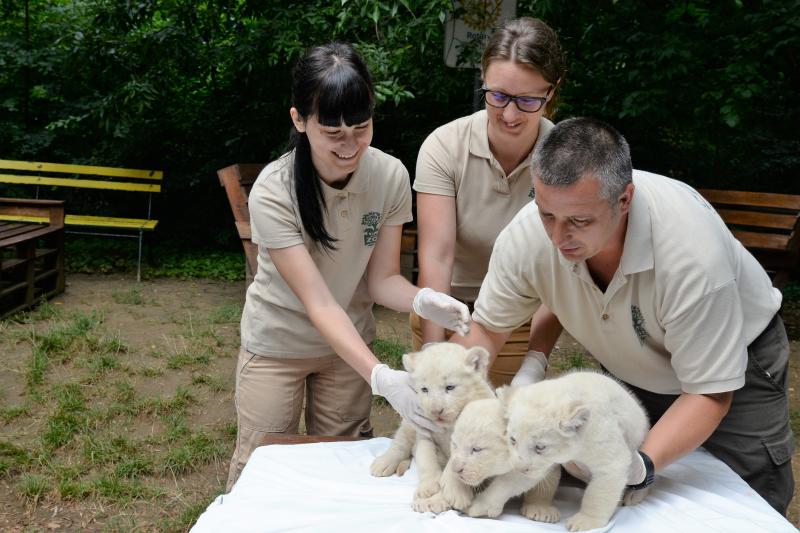 Fehéroroszlánok születtek a  Nyíregyházi Állatparkban
