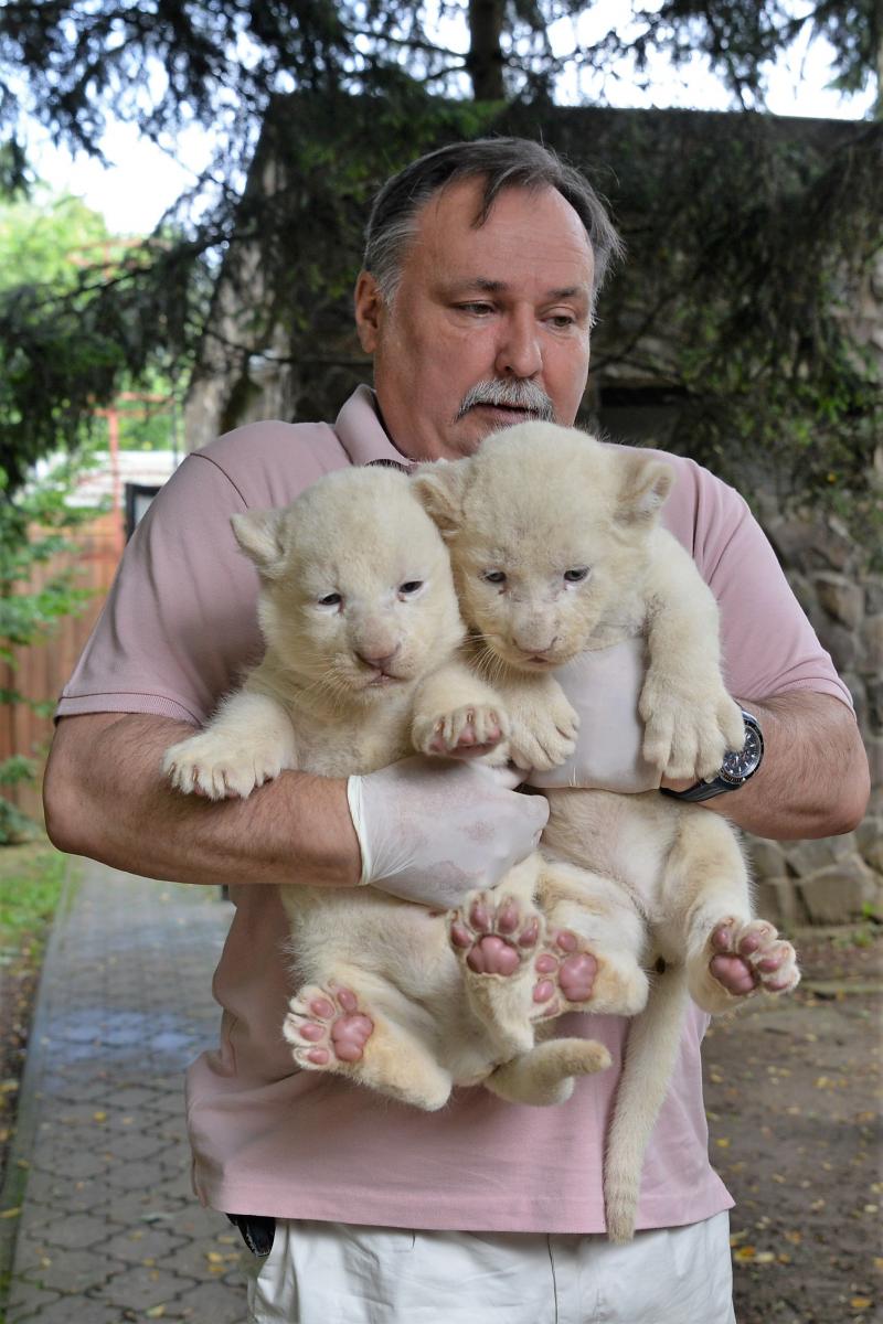 Fehéroroszlánok születtek a  Nyíregyházi Állatparkban