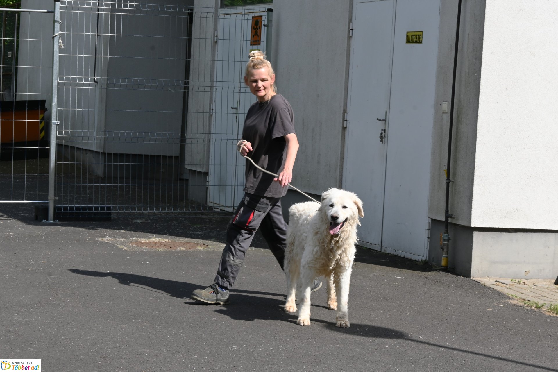 Fejlesztések a Gyepmesteri telepen