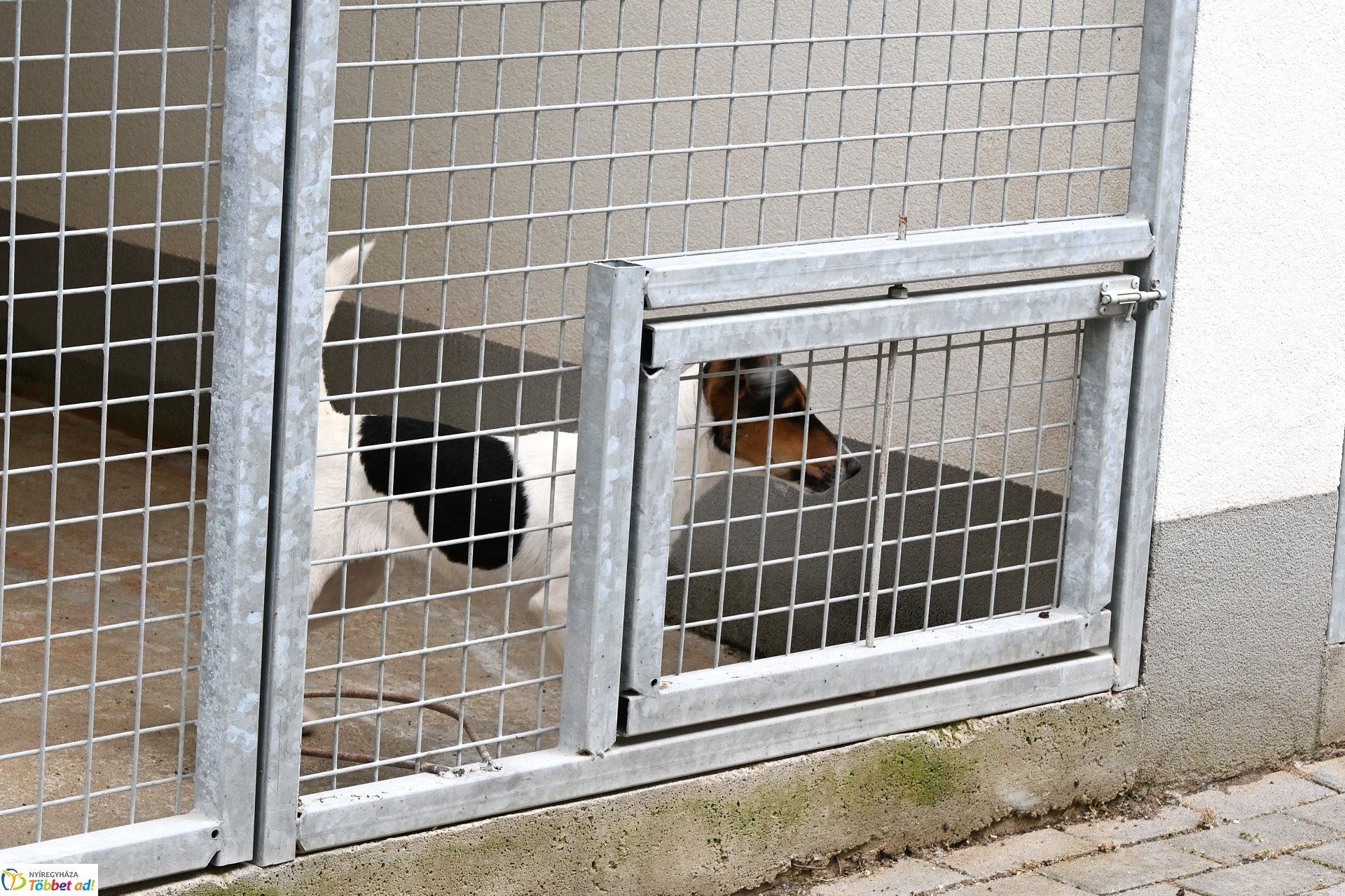 Fejlesztések a Gyepmesteri telepen