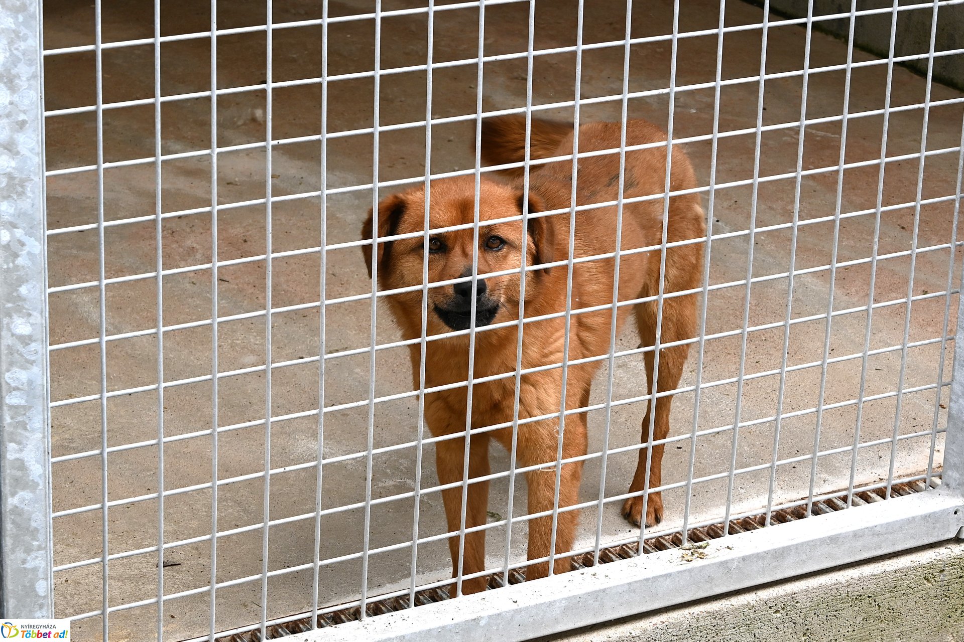 Fejlesztések a Gyepmesteri telepen