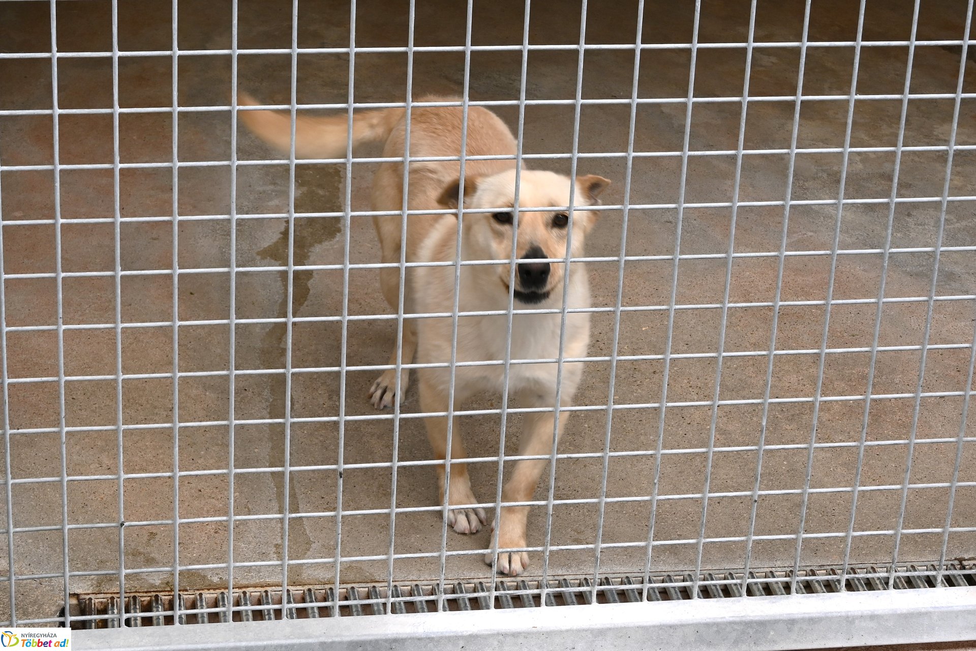 Fejlesztések a Gyepmesteri telepen