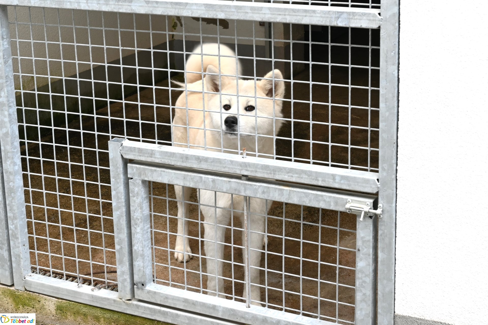 Fejlesztések a Gyepmesteri telepen