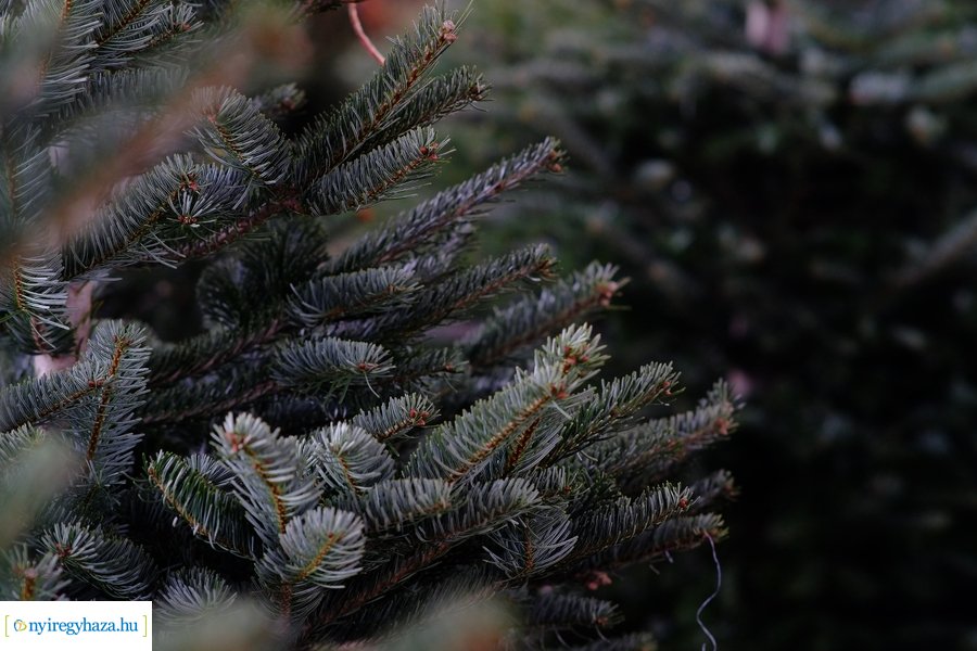 Fenyőfa vásár a Búza téri piacon 2022