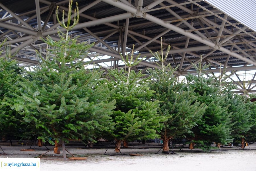 Fenyőfa vásár a Búza téri piacon 2022