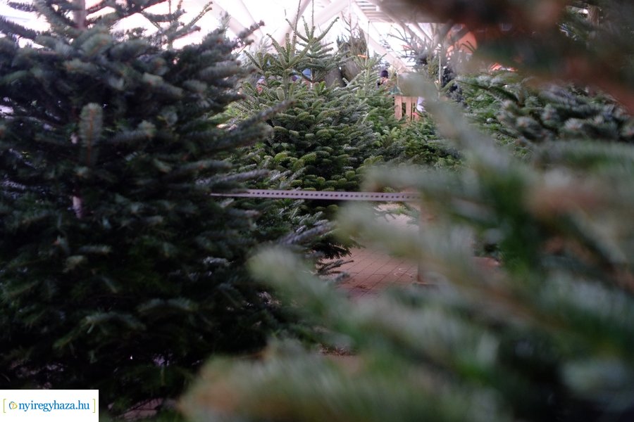 Fenyőfa vásár a Búza téri piacon 2022