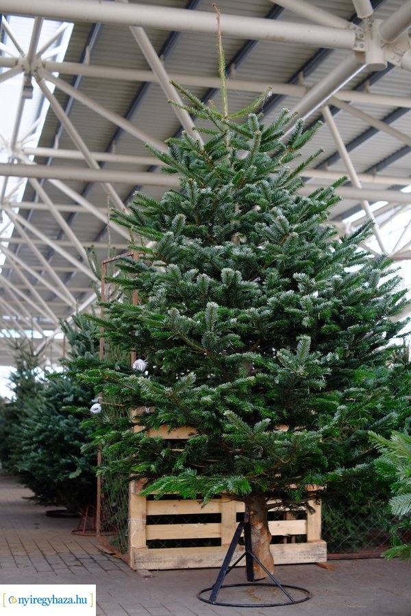 Fenyőfa vásár a Búza téri piacon 2022