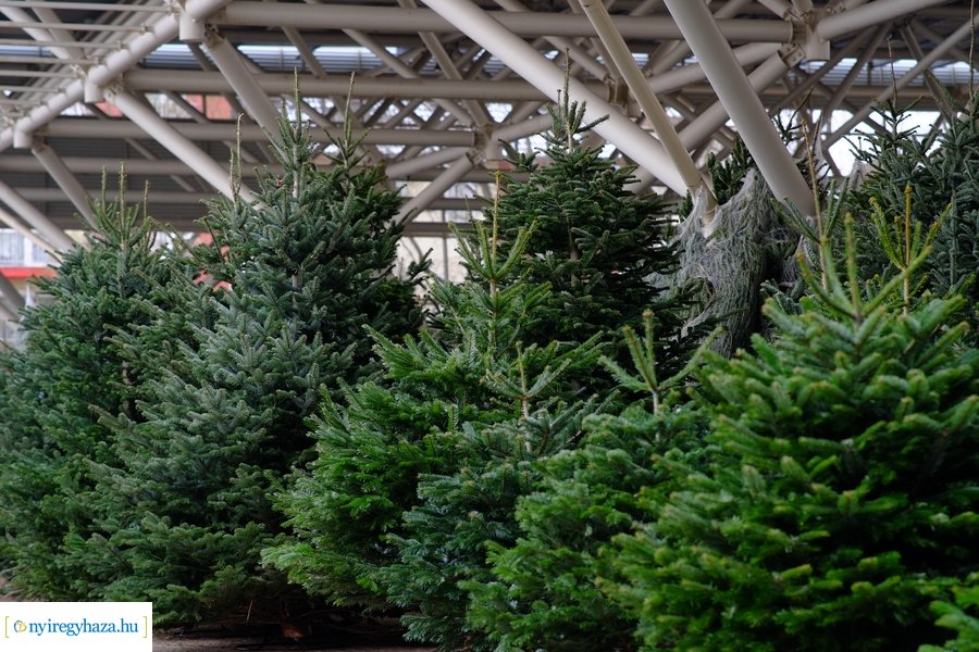 Fenyőfa vásár a Búza téri piacon 2022