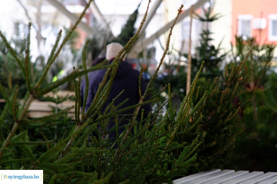 Fenyőfa vásár a Búza téri piacon 2022