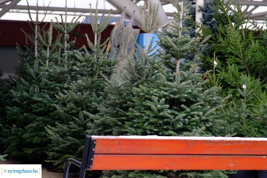 Fenyőfa vásár a Búza téri piacon 2022
