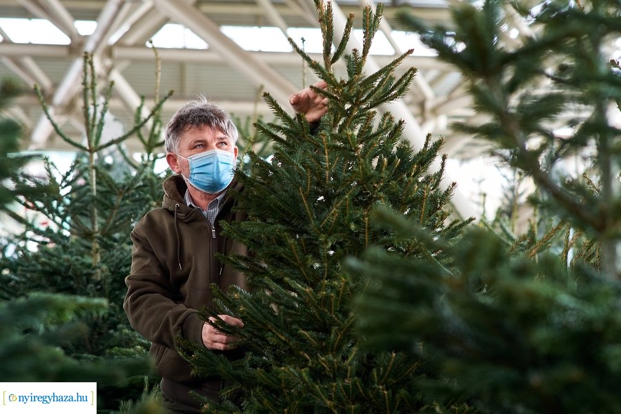 Fenyőfa vásár a Búza téri piacon