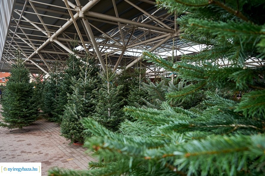 Fenyőfa vásár a Búza téri piacon