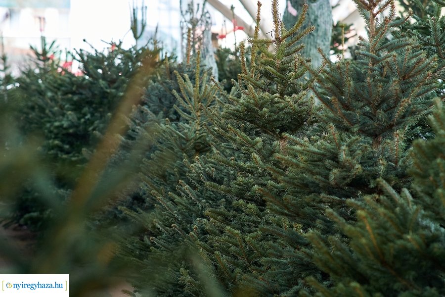 Fenyőfa vásár a Búza téri piacon