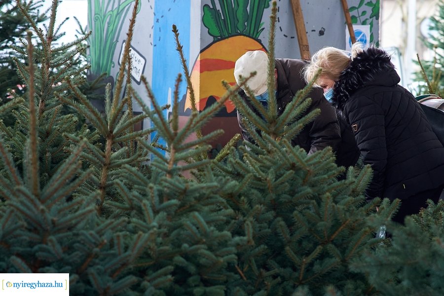 Fenyőfa vásár a Búza téri piacon