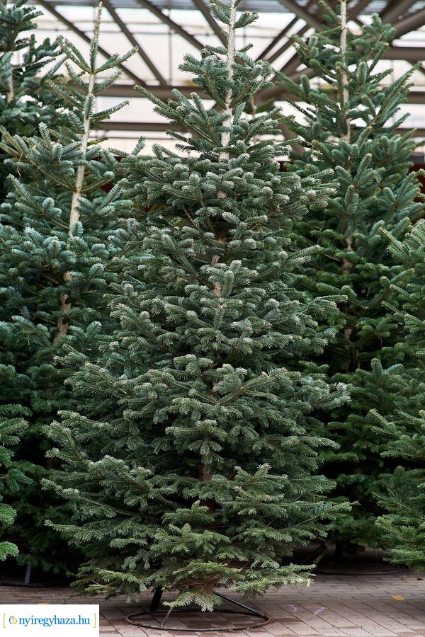 Fenyőfa vásár a Búza téri piacon