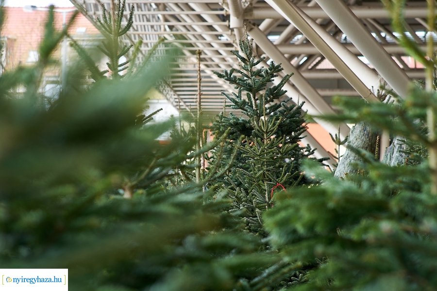 Fenyőfa vásár a Búza téri piacon