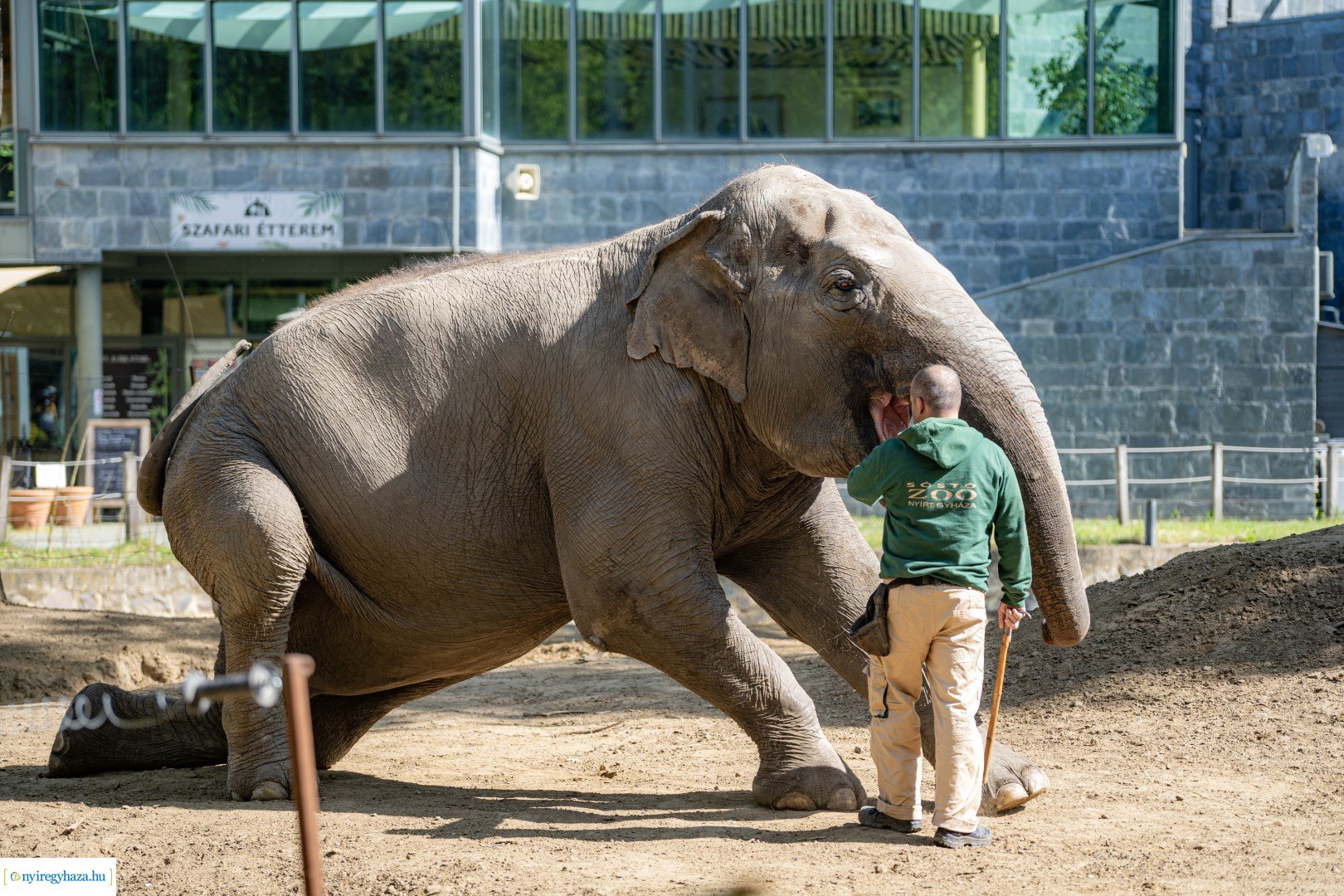 Föld Napja a Nyíregyházi Állatparkban