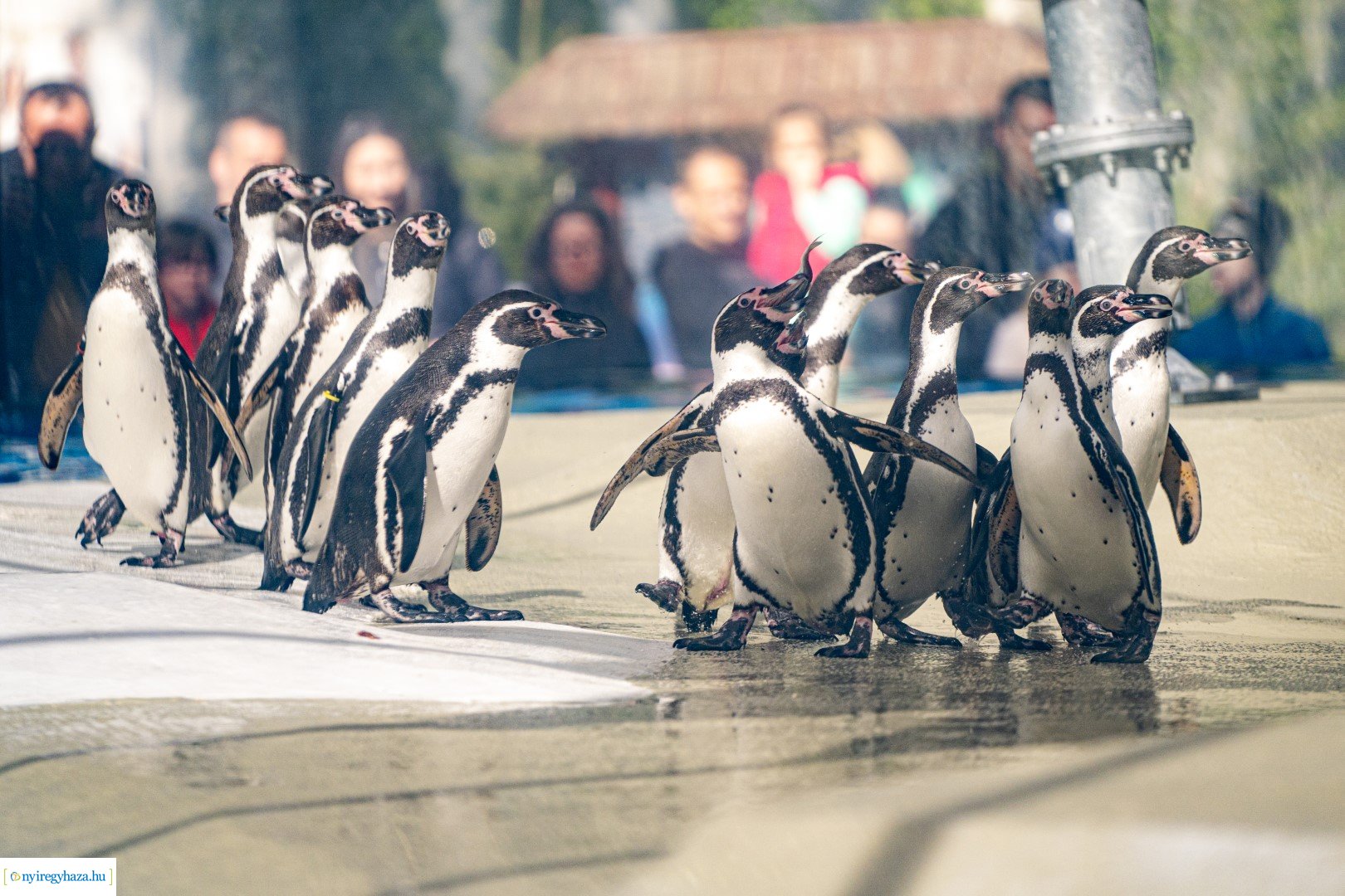 Föld Napja a Nyíregyházi Állatparkban