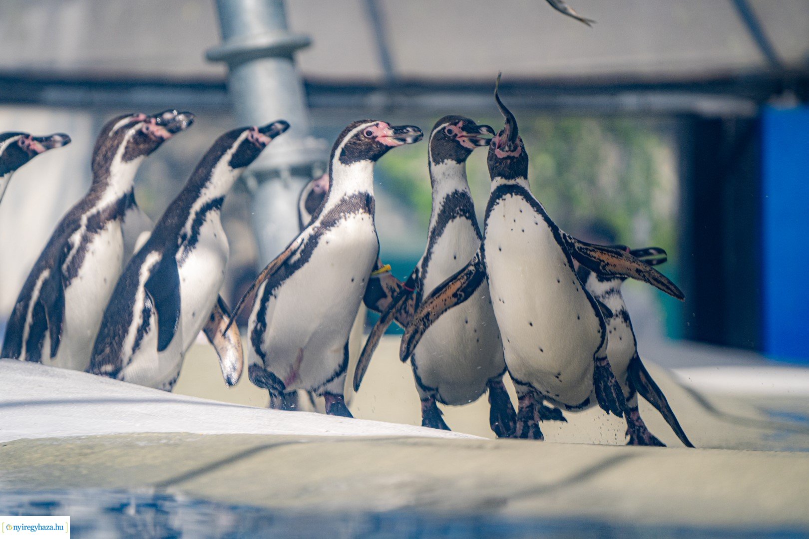 Föld Napja a Nyíregyházi Állatparkban