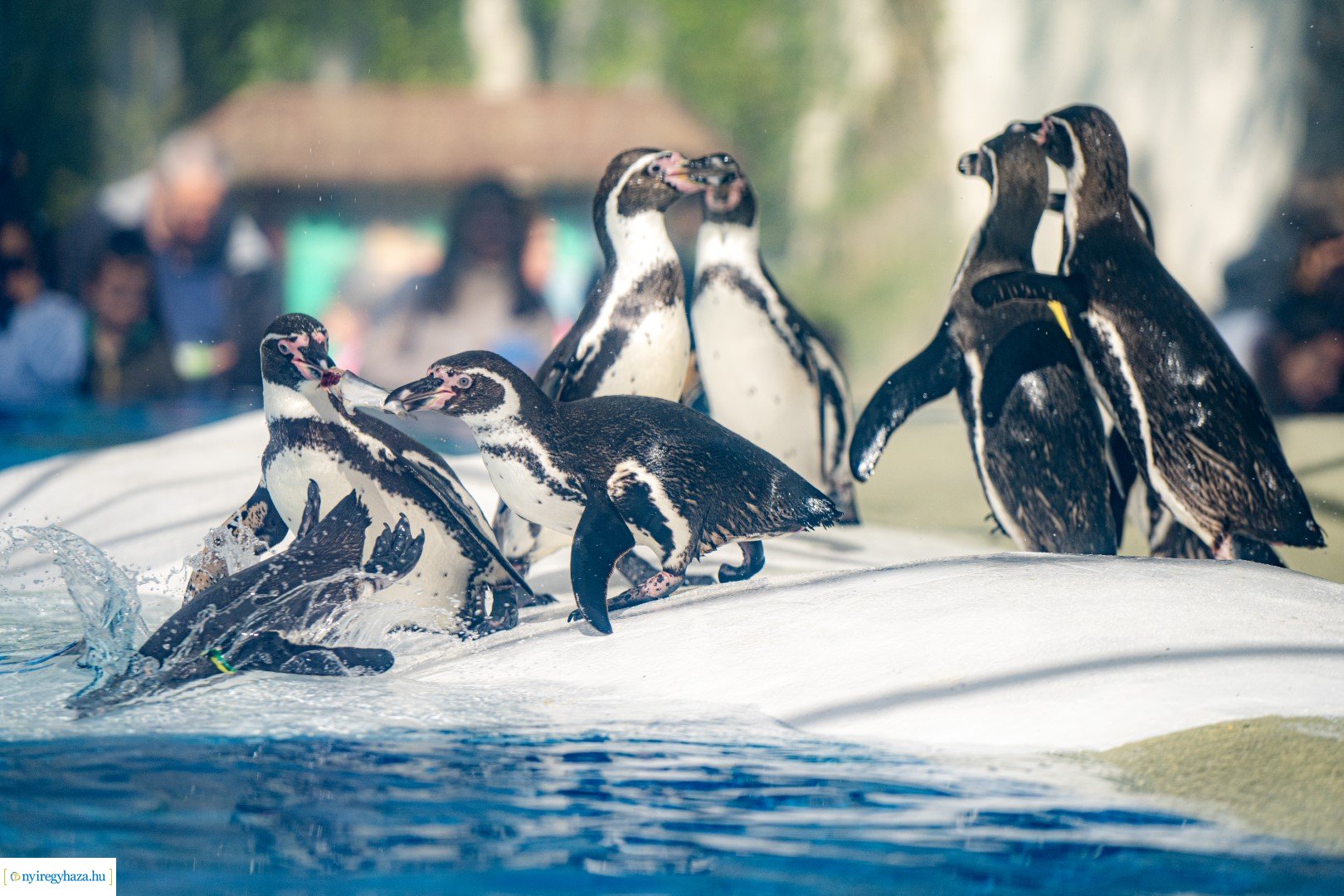 Föld Napja a Nyíregyházi Állatparkban