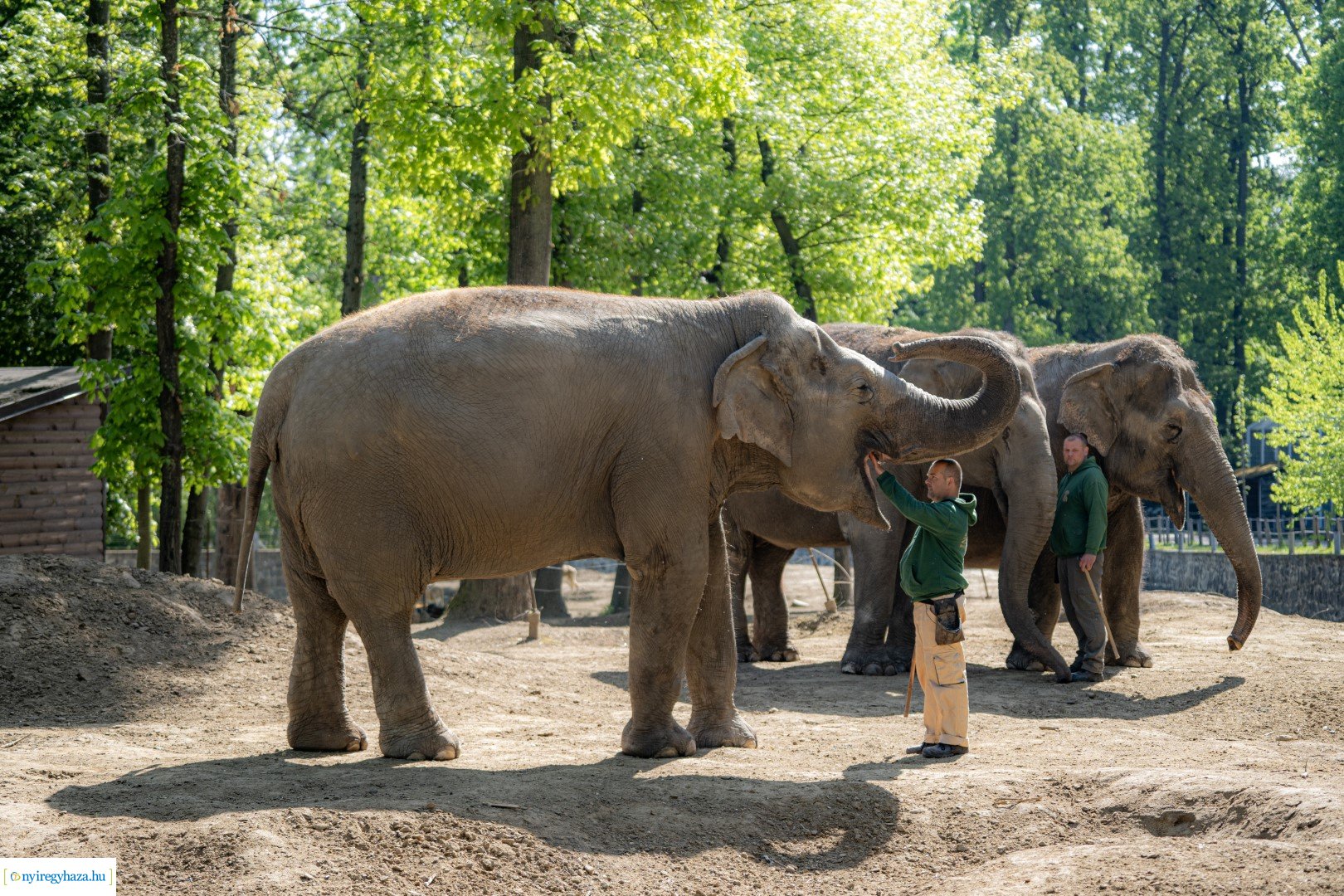 Föld Napja a Nyíregyházi Állatparkban