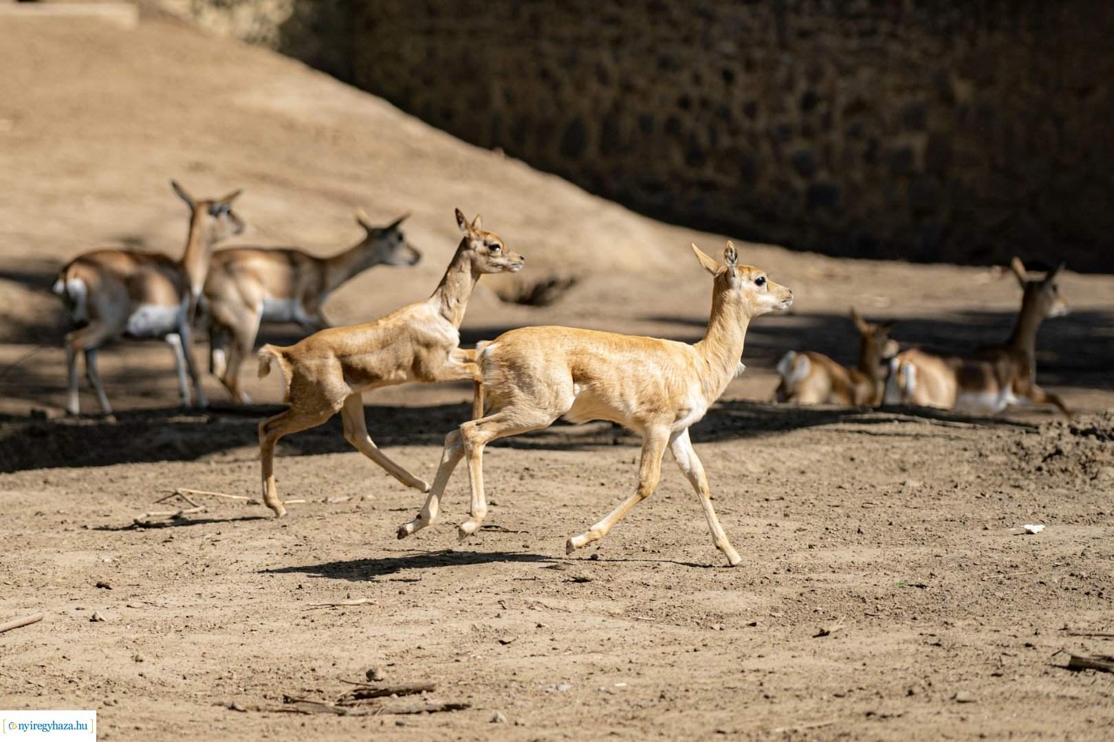 Föld Napja a Nyíregyházi Állatparkban