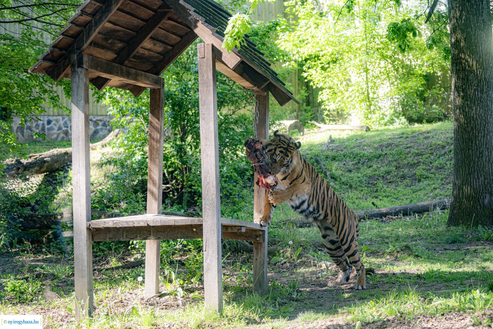 Föld Napja a Nyíregyházi Állatparkban