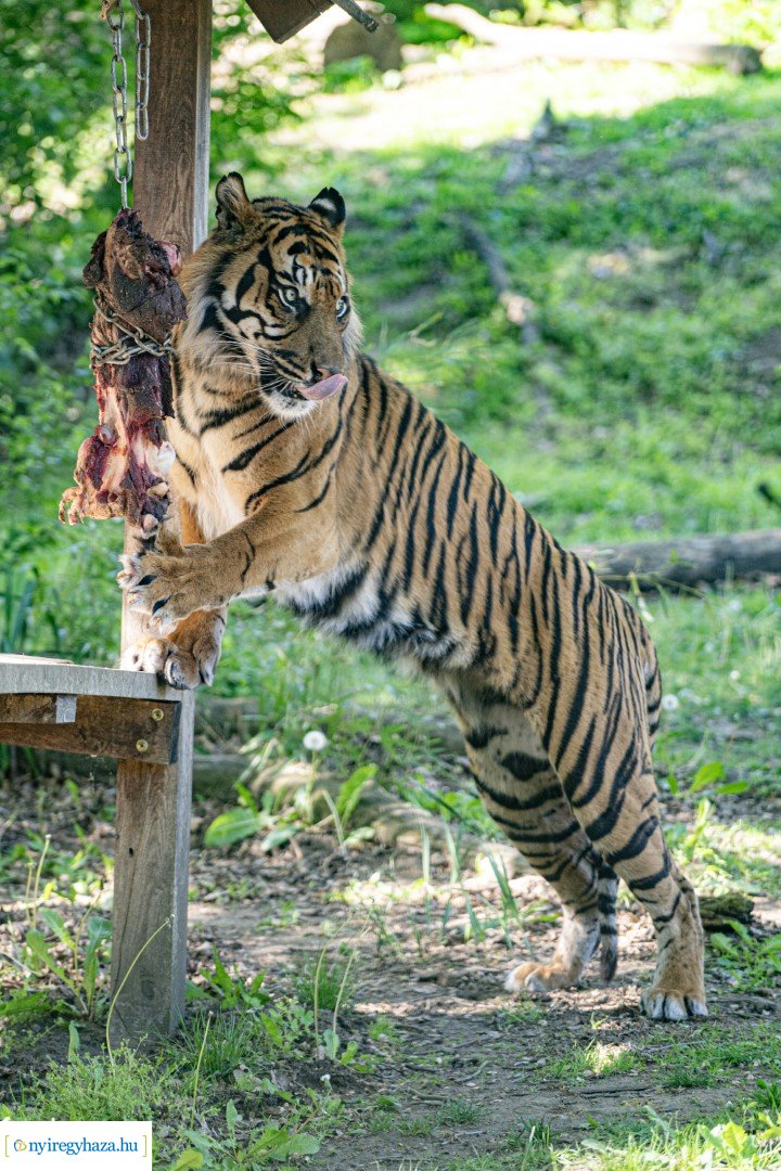 Föld Napja a Nyíregyházi Állatparkban
