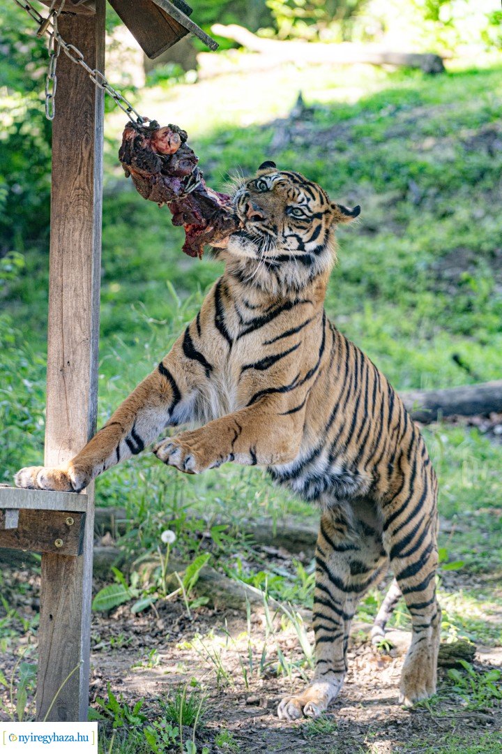 Föld Napja a Nyíregyházi Állatparkban