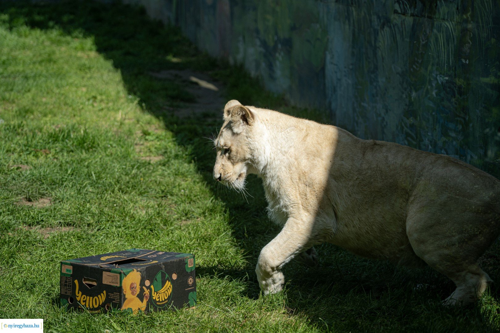 Föld Napja a Nyíregyházi Állatparkban