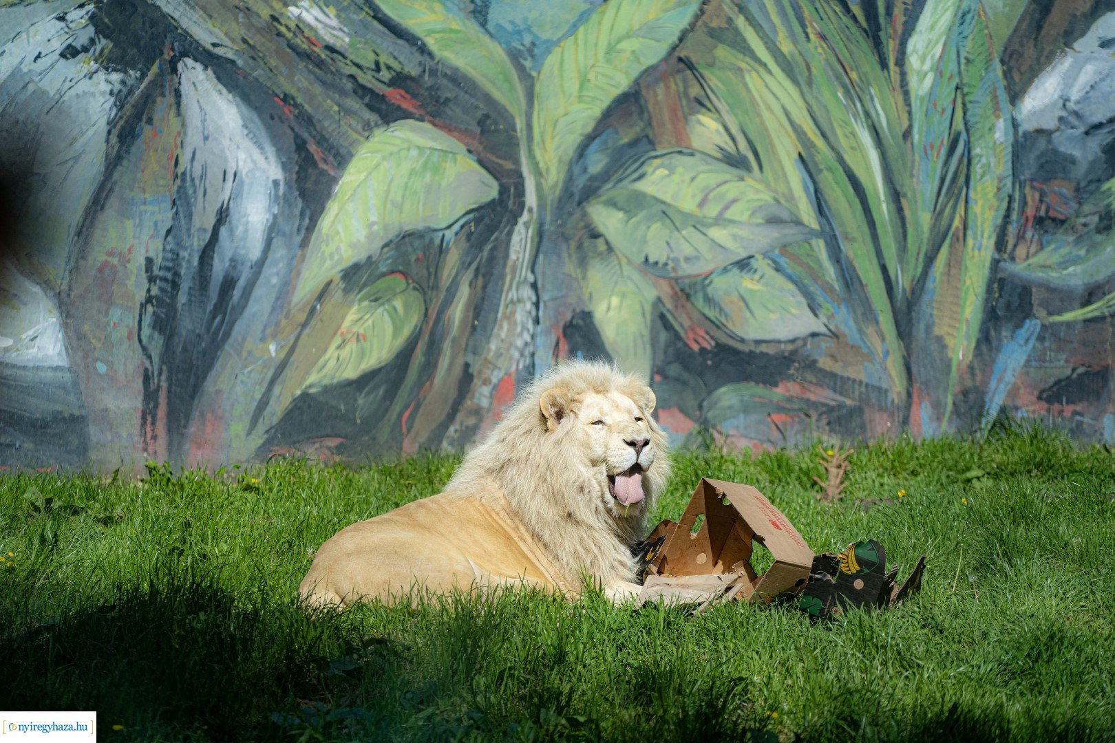 Föld Napja a Nyíregyházi Állatparkban