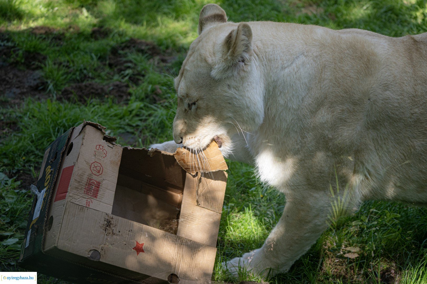 Föld Napja a Nyíregyházi Állatparkban