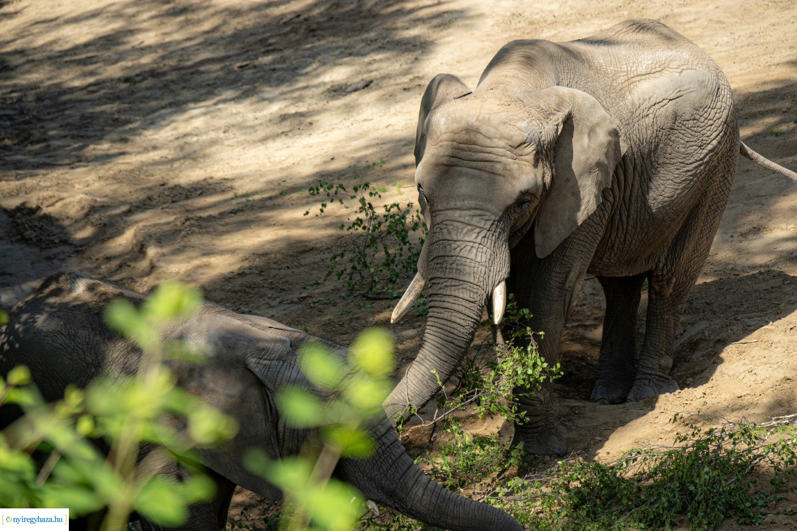 Föld Napja a Nyíregyházi Állatparkban