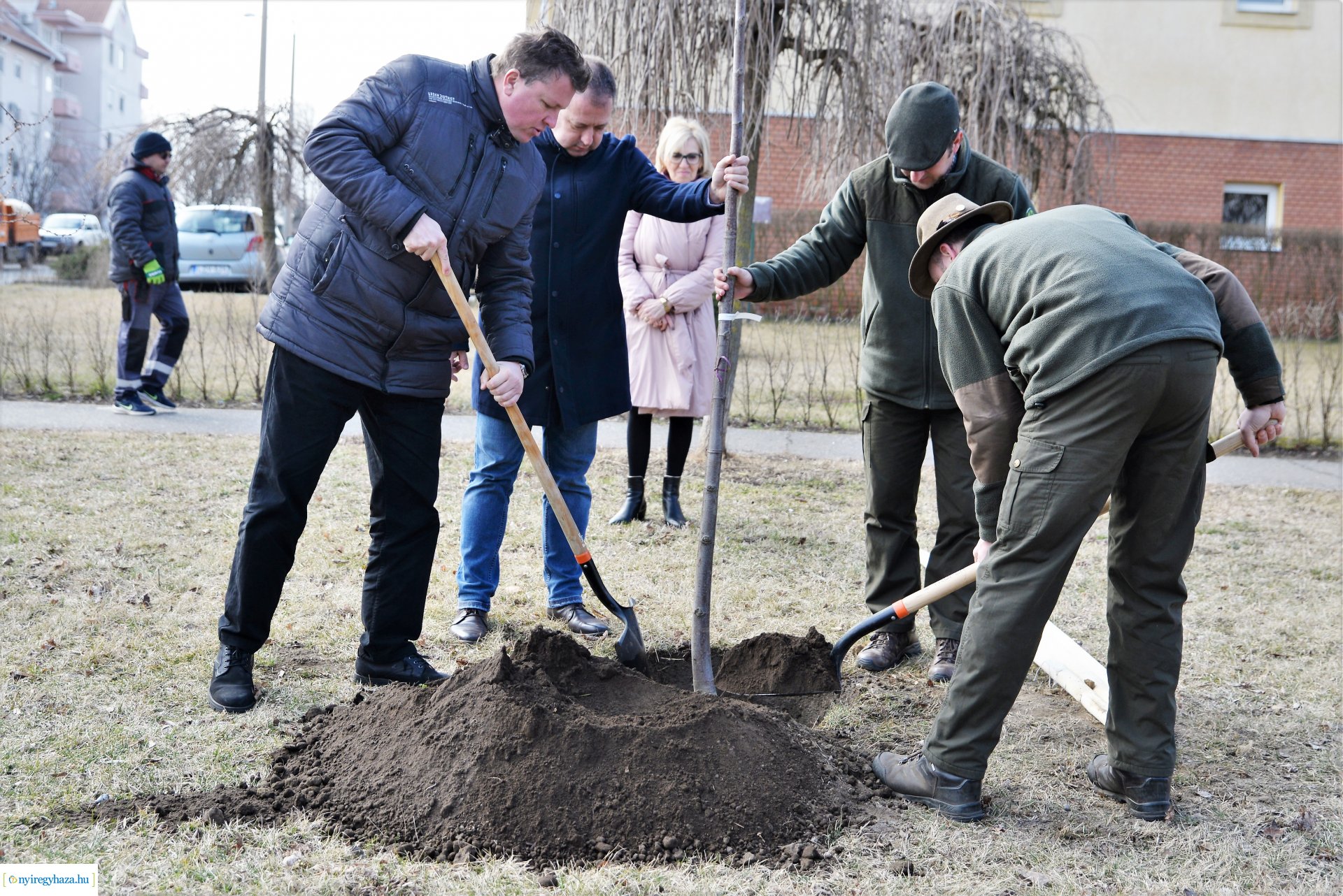 Folytatódik a fásítási program Nyíregyházán