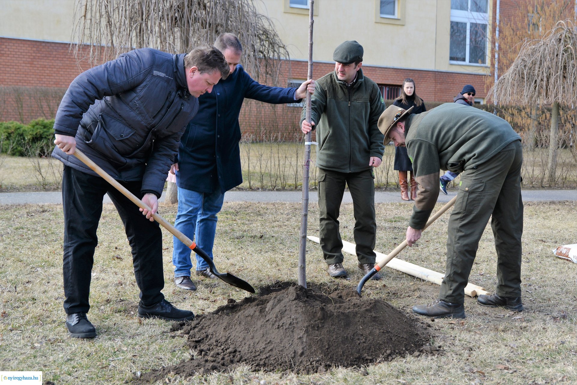 Folytatódik a fásítási program Nyíregyházán