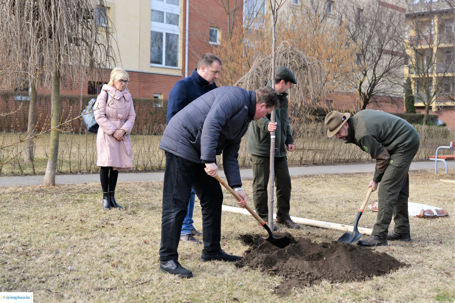 Folytatódik a fásítási program Nyíregyházán