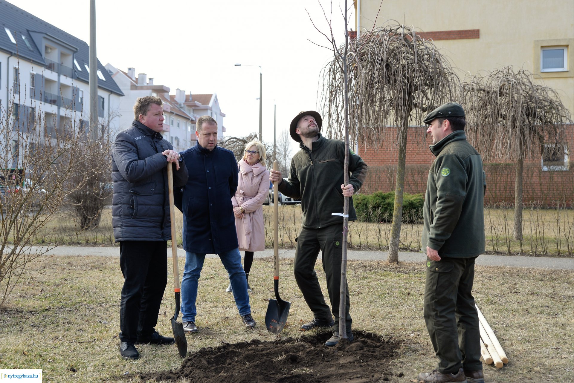 Folytatódik a fásítási program Nyíregyházán