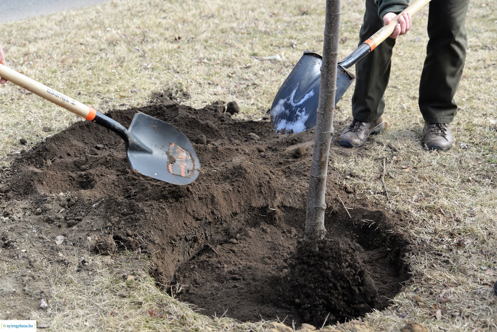 Folytatódik a fásítási program Nyíregyházán