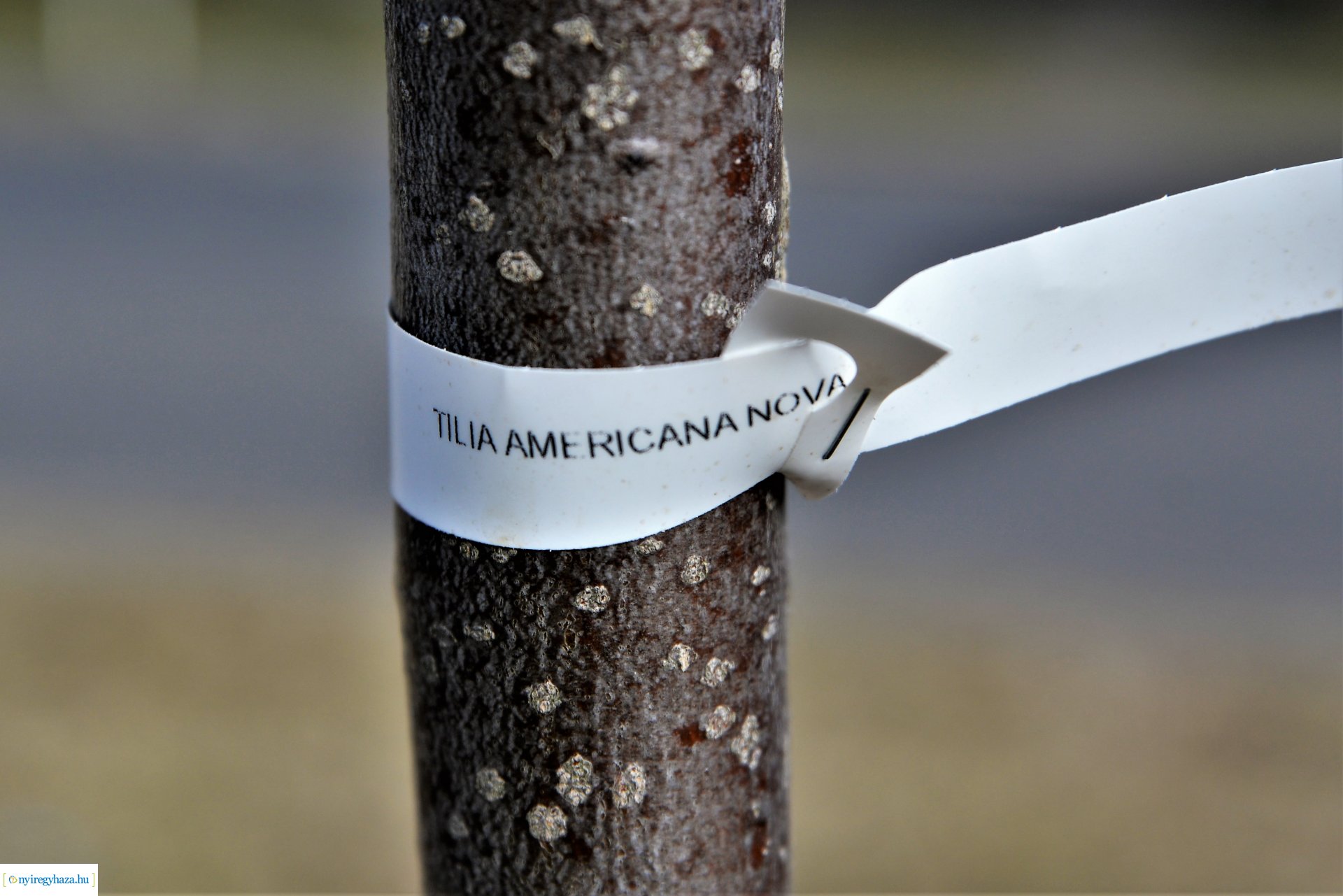 Folytatódik a fásítási program Nyíregyházán