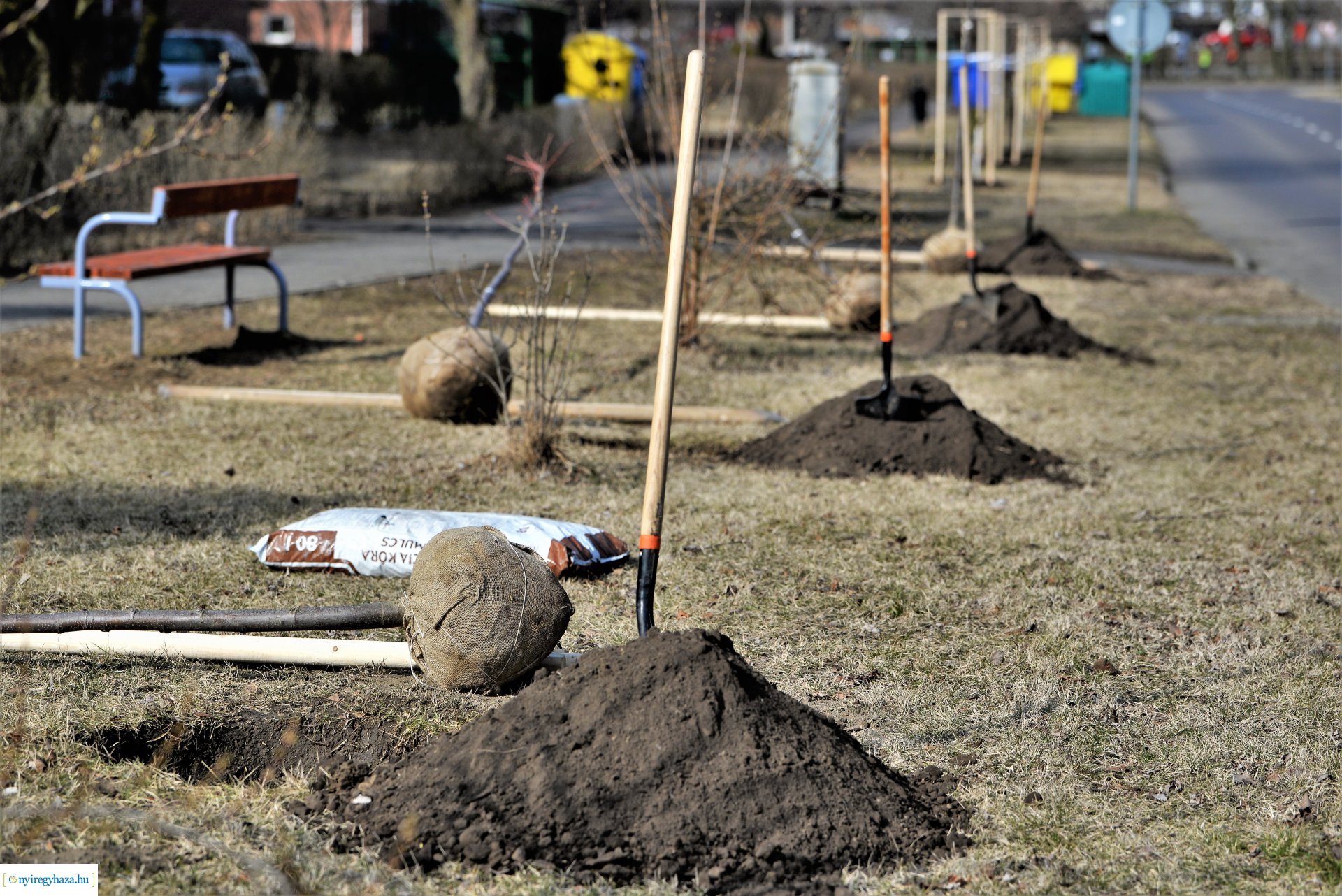Folytatódik a fásítási program Nyíregyházán