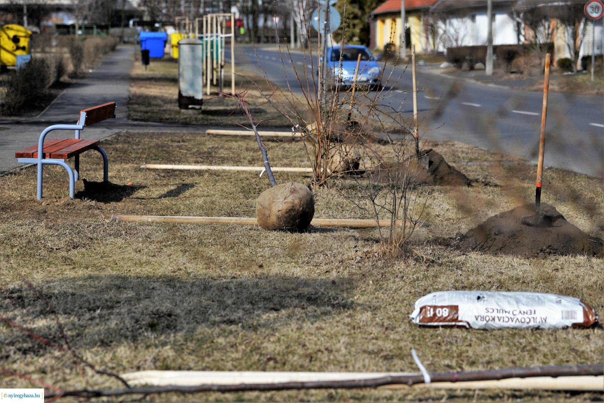 Folytatódik a fásítási program Nyíregyházán