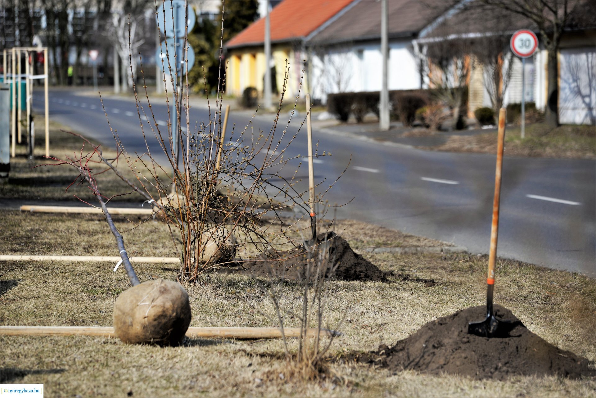 Folytatódik a fásítási program Nyíregyházán