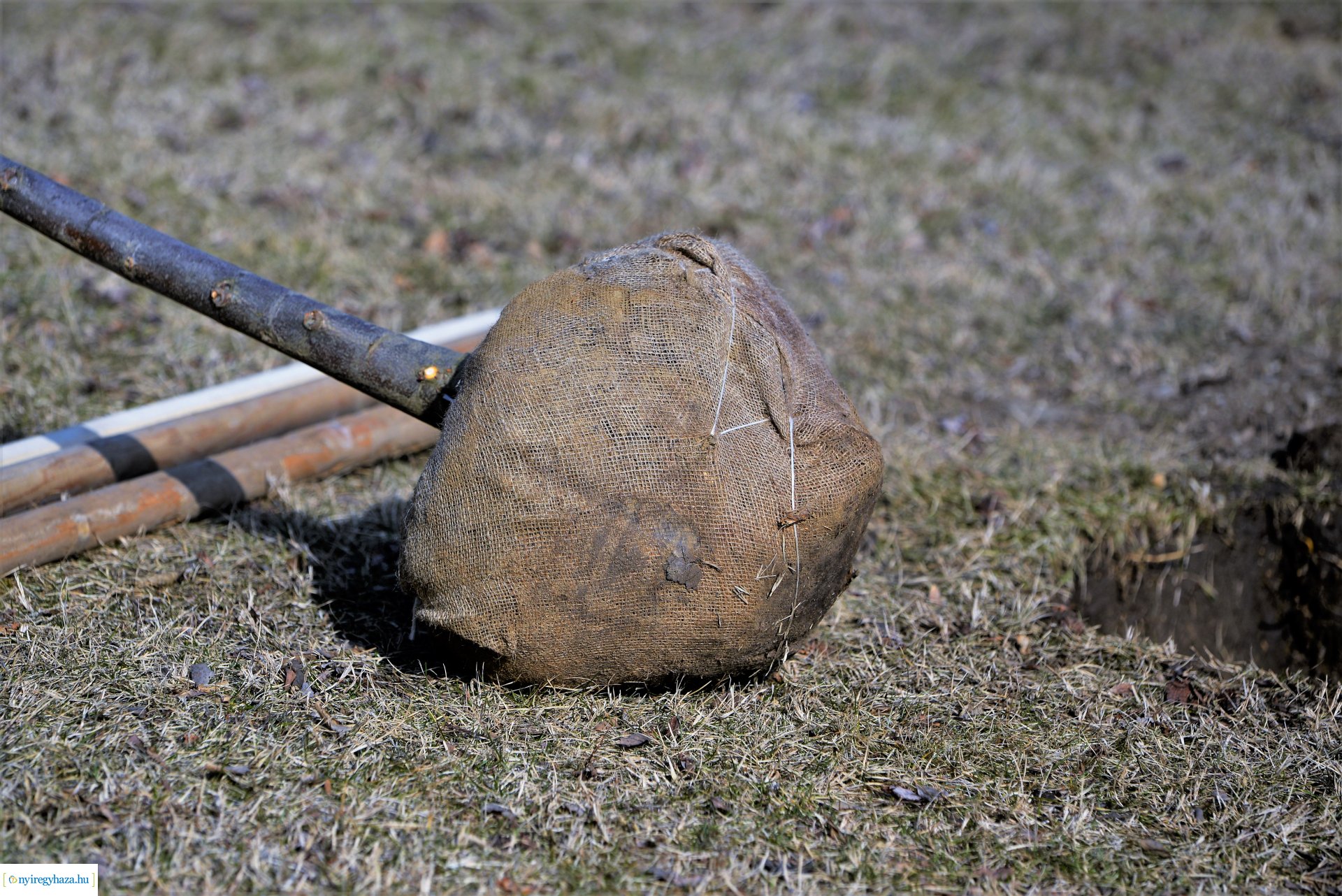 Folytatódik a fásítási program Nyíregyházán