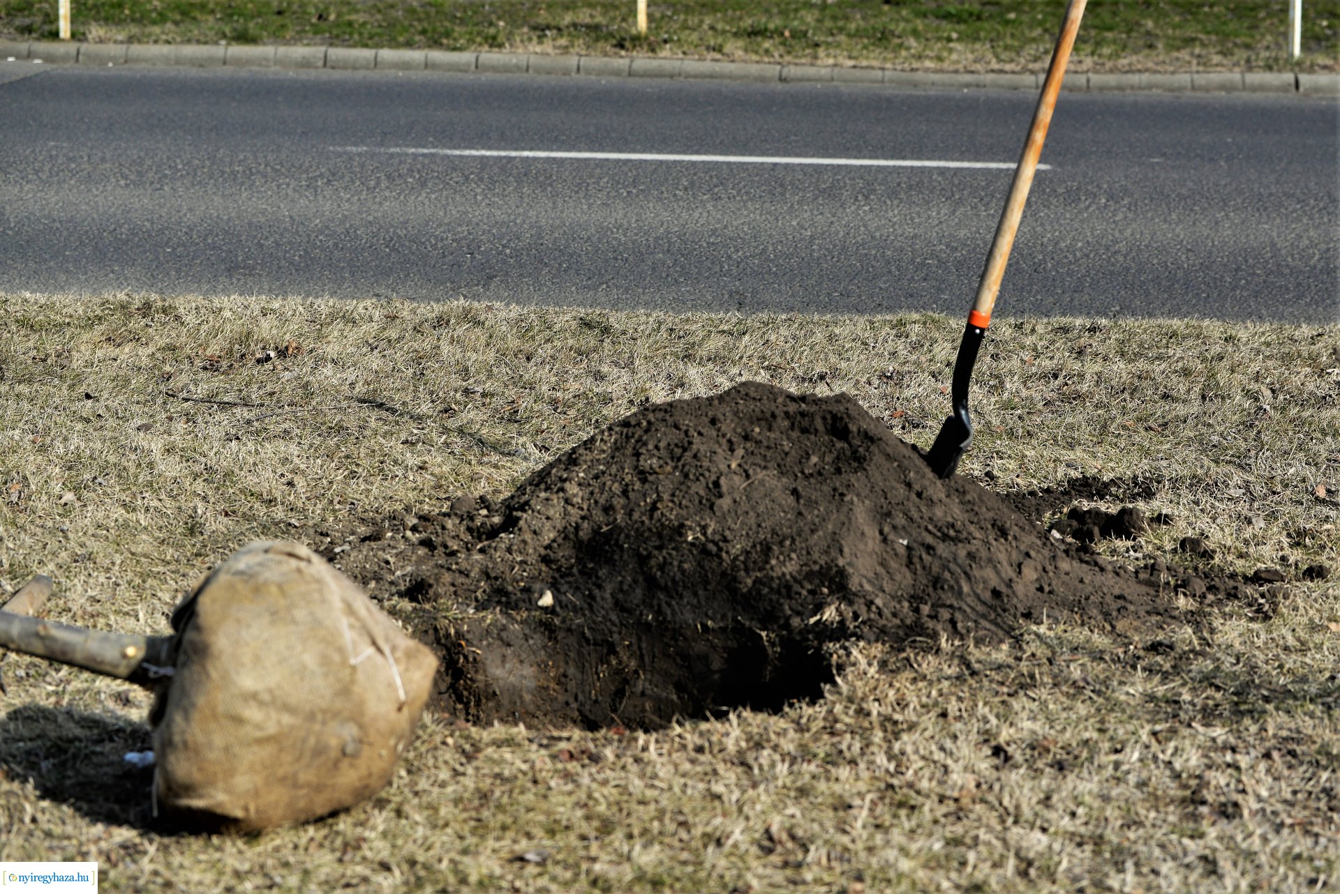 Folytatódik a fásítási program Nyíregyházán