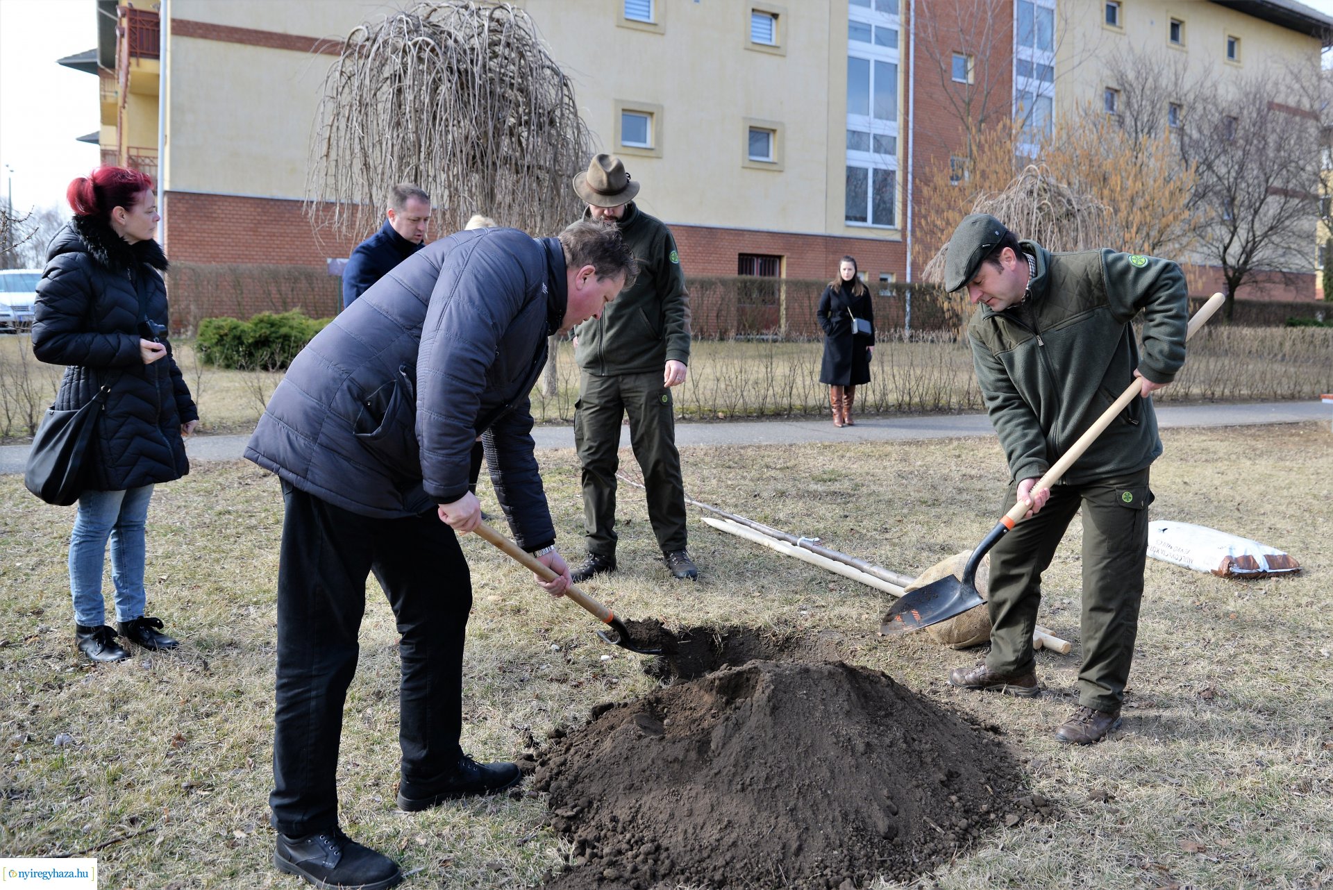 Folytatódik a fásítási program Nyíregyházán