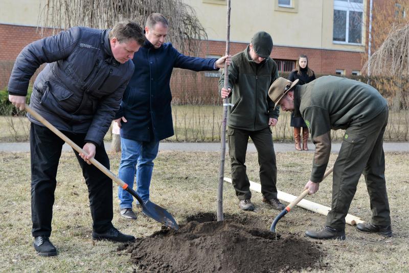 Folytatódik a fásítási program Nyíregyházán